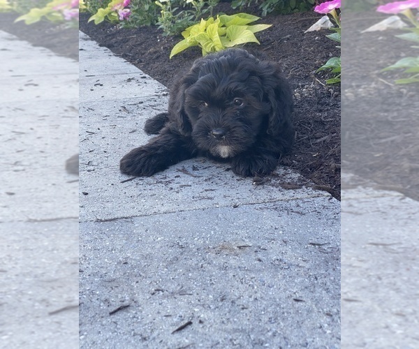 Medium Photo #4 Lhasa-Poo Puppy For Sale in CANOGA, NY, USA