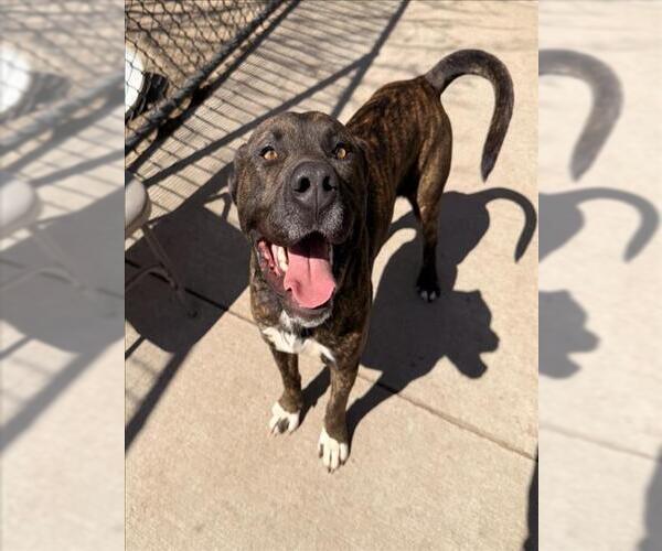 Medium Photo #1 Mutt Puppy For Sale in Tulsa, OK, USA