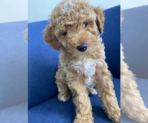 Medium Photo #4 Poodle (Miniature) Puppy For Sale in CHICAGO, IL, USA
