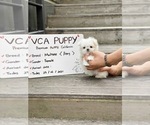 Small Photo #4 Maltese Puppy For Sale in CHINO HILLS, CA, USA