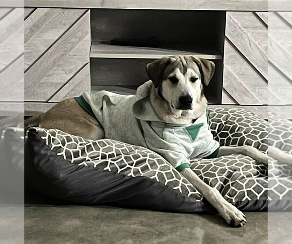 Medium Photo #3 Anatolian Shepherd-Labrador Retriever Mix Puppy For Sale in Canton, CT, USA