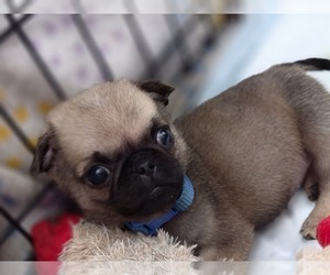 Pug Puppy for sale in BRIDGETOWN, OH, USA