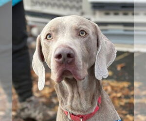 Mutt Dogs for adoption in Canton, CT, USA