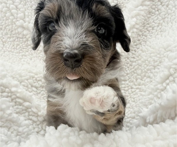 Medium Photo #11 Aussie-Poo-Bernedoodle Mix Puppy For Sale in LEXINGTON, SC, USA