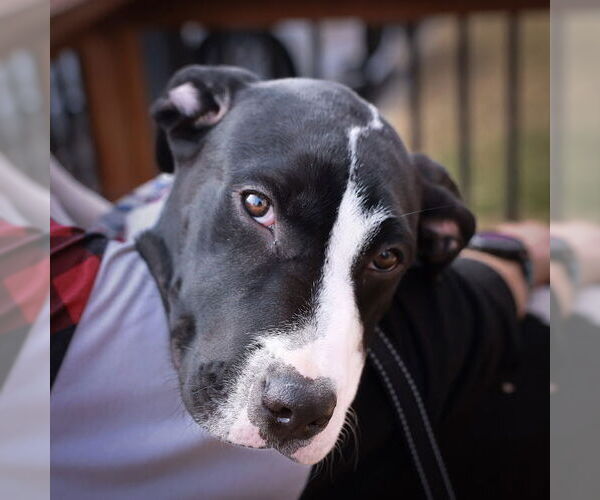 Medium Photo #1 American Staffordshire Terrier-Unknown Mix Puppy For Sale in Fort Collins, CO, USA