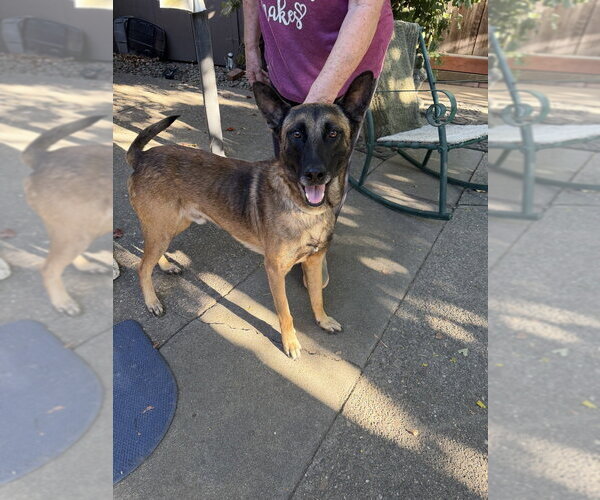 Medium Photo #3 Mutt Puppy For Sale in Imlay City, MI, USA