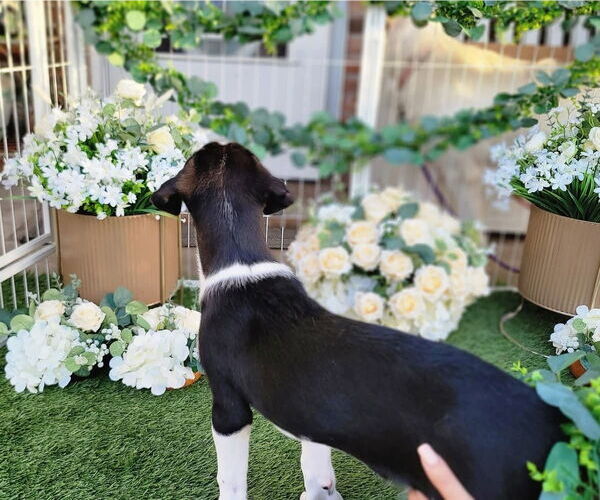 Medium Photo #4 Great Pyrenees Puppy For Sale in Spring, TX, USA