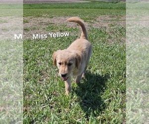 Golden Retriever Puppy for sale in MORRILL, KS, USA