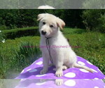 Small #3 German Shepherd Dog