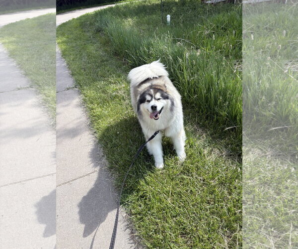 Medium Photo #3 Alaskan Malamute-Unknown Mix Puppy For Sale in Fort Collins, CO, USA