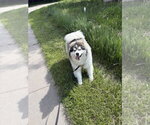 Small #2 Alaskan Malamute Mix