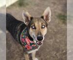 Small German Shepherd Dog Mix