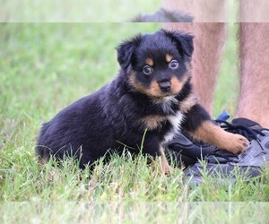 Miniature Australian Shepherd Puppy for sale in PALM COAST, FL, USA