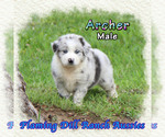 Puppy Archer Miniature Australian Shepherd