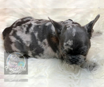 Small Photo #36 French Bulldog Puppy For Sale in BUCKS BAR, CA, USA
