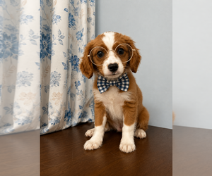 Cavapoo (Miniature) Puppy for sale in DURHAM, CT, USA