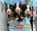 Small Photo #31 Bernese Mountain Dog Puppy For Sale in ENOCH, UT, USA