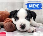 Small Photo #2 Border Collie-Unknown Mix Puppy For Sale in Fenton, MO, USA