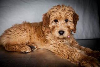 Goldendoodle Puppy for sale in CARBONDALE, IL, USA