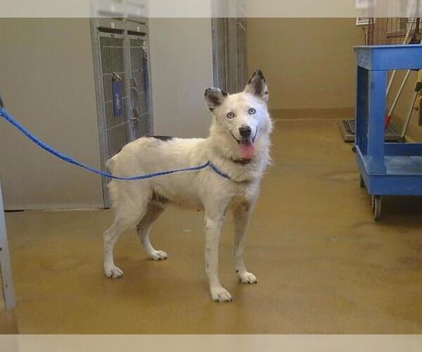 Medium Photo #1 Border Collie-Unknown Mix Puppy For Sale in Sacramento, CA, USA