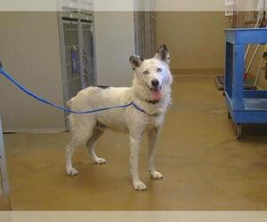 Border Collie-Unknown Mix Dogs for adoption in Sacramento, CA, USA