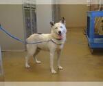 Small Border Collie Mix