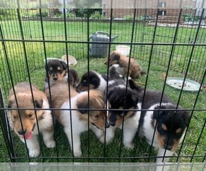 Collie Puppy for sale in CALHOUN, KY, USA
