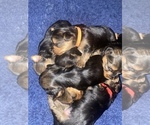 Small Photo #1 Yorkshire Terrier Puppy For Sale in WEST HARTFORD, CT, USA