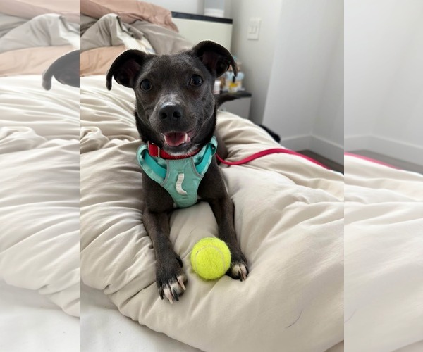 Medium Photo #10 Chiweenie Puppy For Sale in San Francisco, CA, USA