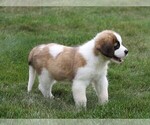 Small Photo #9 Saint Bernard Puppy For Sale in FREDERICKSBG, OH, USA