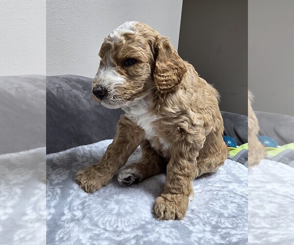 Medium Photo #7 Goldendoodle Puppy For Sale in COLLINSVILLE, IL, USA
