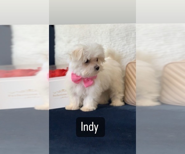 Medium Photo #1 Maltese Puppy For Sale in EASLEY, SC, USA