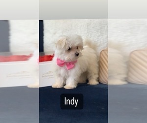 Maltese Puppy for sale in EASLEY, SC, USA
