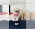 Small Photo #1 Maltese Puppy For Sale in EASLEY, SC, USA
