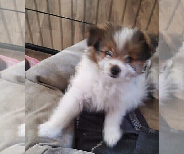 Medium Photo #21 Biewer Terrier-Pomeranian Mix Puppy For Sale in ESTILL SPRINGS, TN, USA