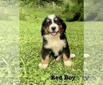 Small Photo #4 Bernese Mountain Dog Puppy For Sale in ASHEVILLE, NC, USA