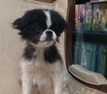 Small Photo #4 Japanese Chin Puppy For Sale in DAVISVILLE, MO, USA