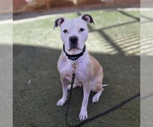 SAGE - Female Mutt Dog for Adoption - Photo #2
