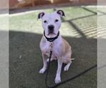 Small #1 Mutt