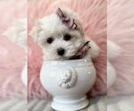 Small Photo #14 Maltese Puppy For Sale in PEMBROKE PINES, FL, USA