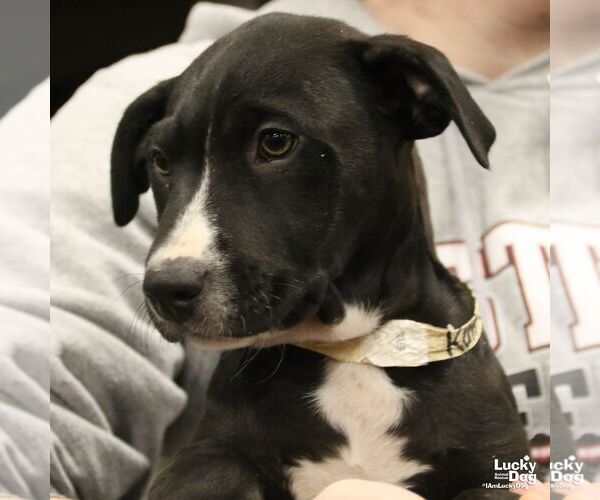 Medium Photo #5 Border Collie-Unknown Mix Puppy For Sale in Washington, DC, USA