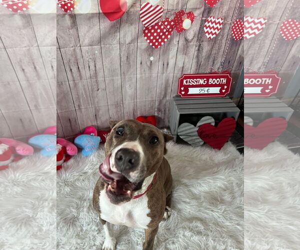 Medium Photo #48 American Pit Bull Terrier-Unknown Mix Puppy For Sale in Germantown, OH, USA