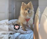 Small #1 Pomeranian
