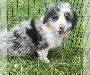 Bernedoodle (Miniature) Puppy for sale in NILES, MI, USA