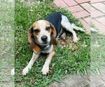 Small #3 Beagle