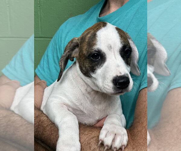 Medium Photo #2 Mutt Puppy For Sale in Elmsford, NY, USA