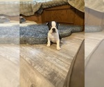 Small #7 Boston Terrier