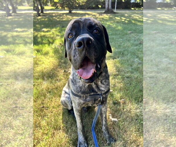 Medium Photo #3  Puppy For Sale in , 