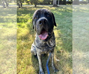 Mastiff Dogs for adoption in McMinnville, OR, USA