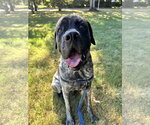 Small Mastiff
